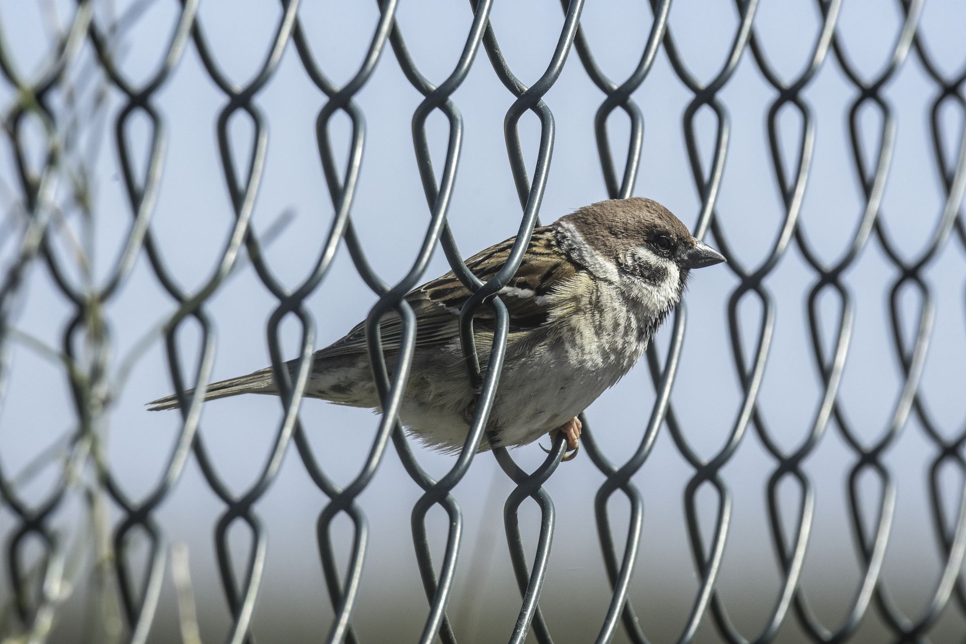 A small bird perched on a chain link fence