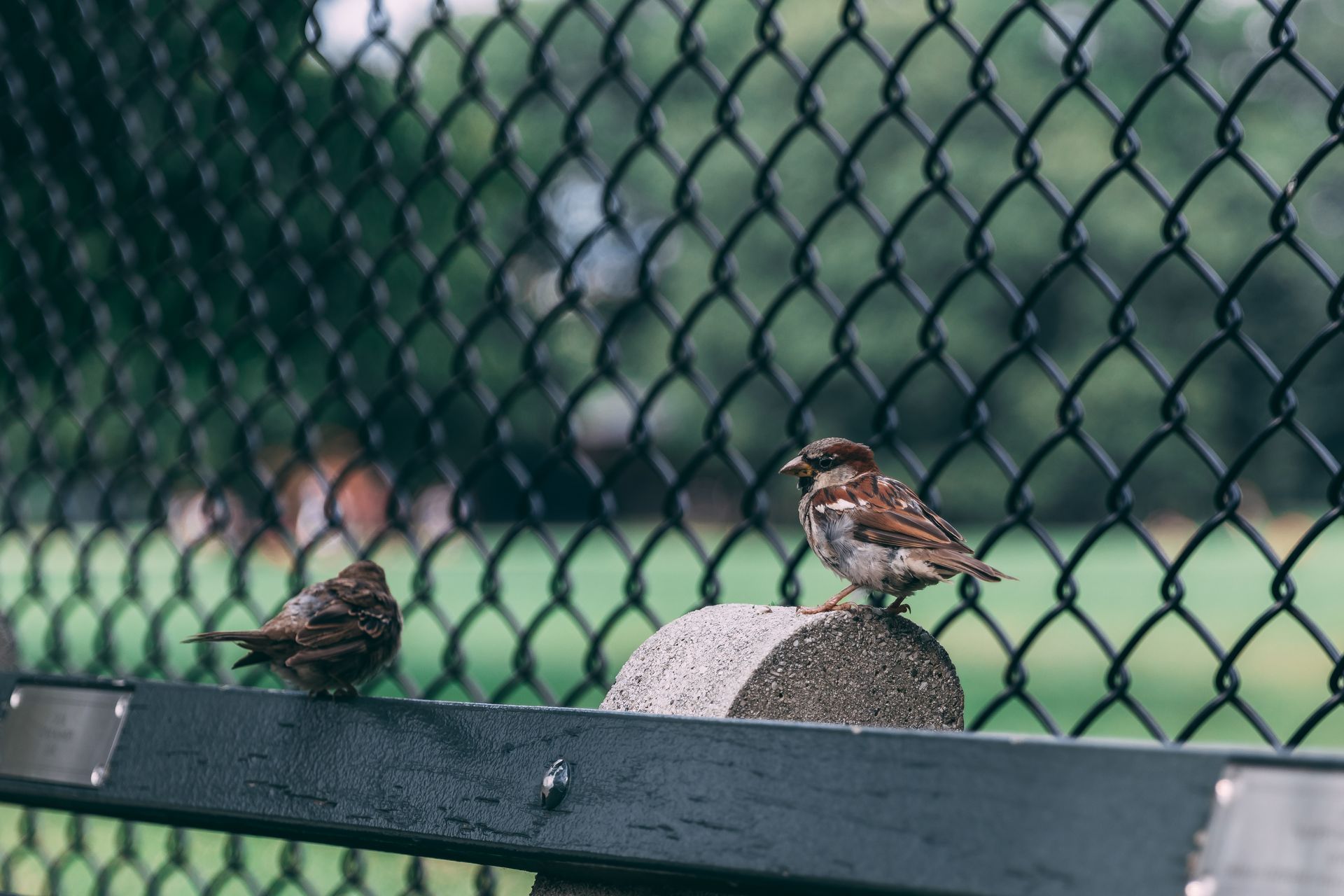 Two birds are sitting on a rock behind a chain link fence.