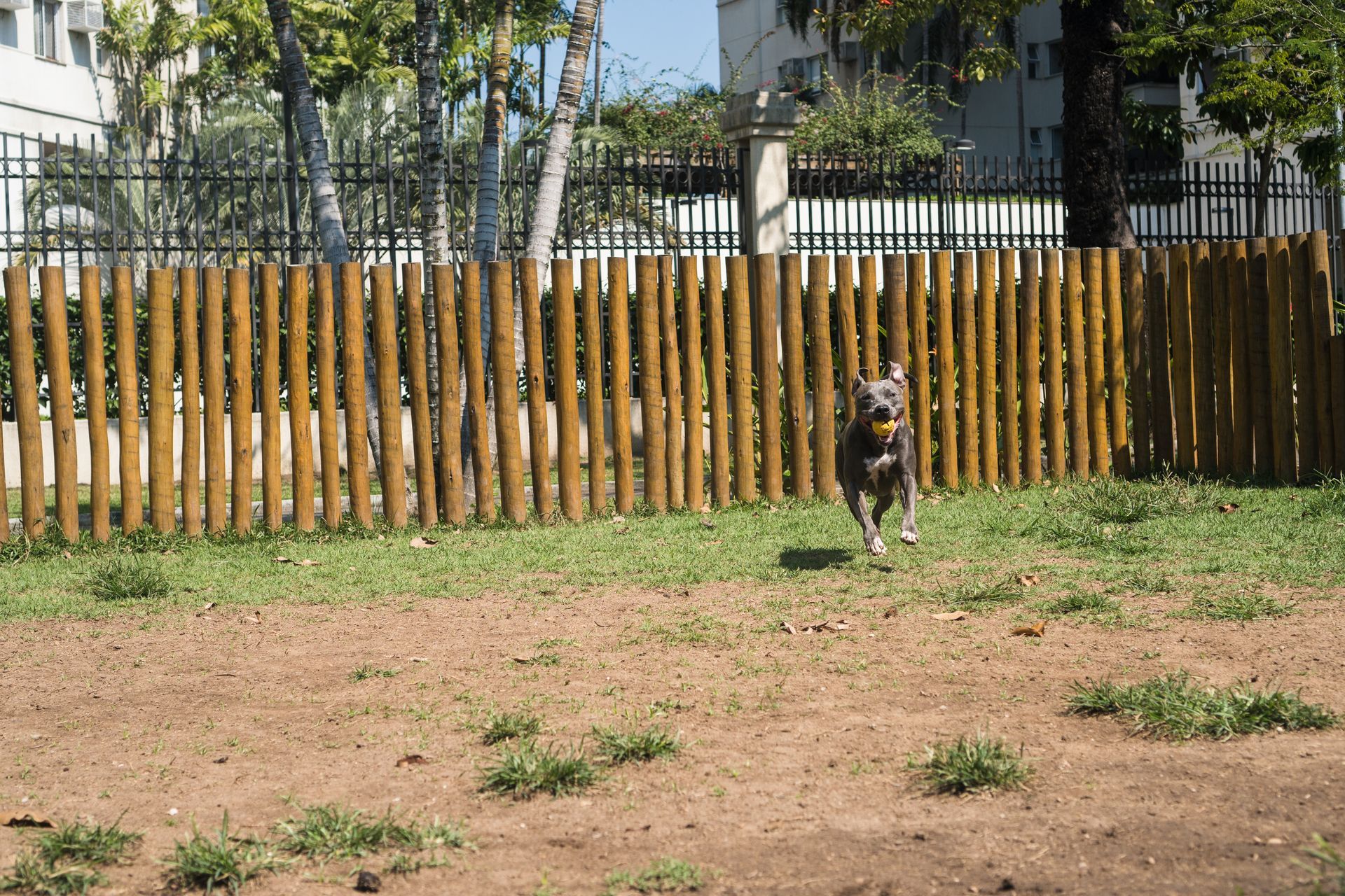 A dog is running in a field with a wooden fence in the background