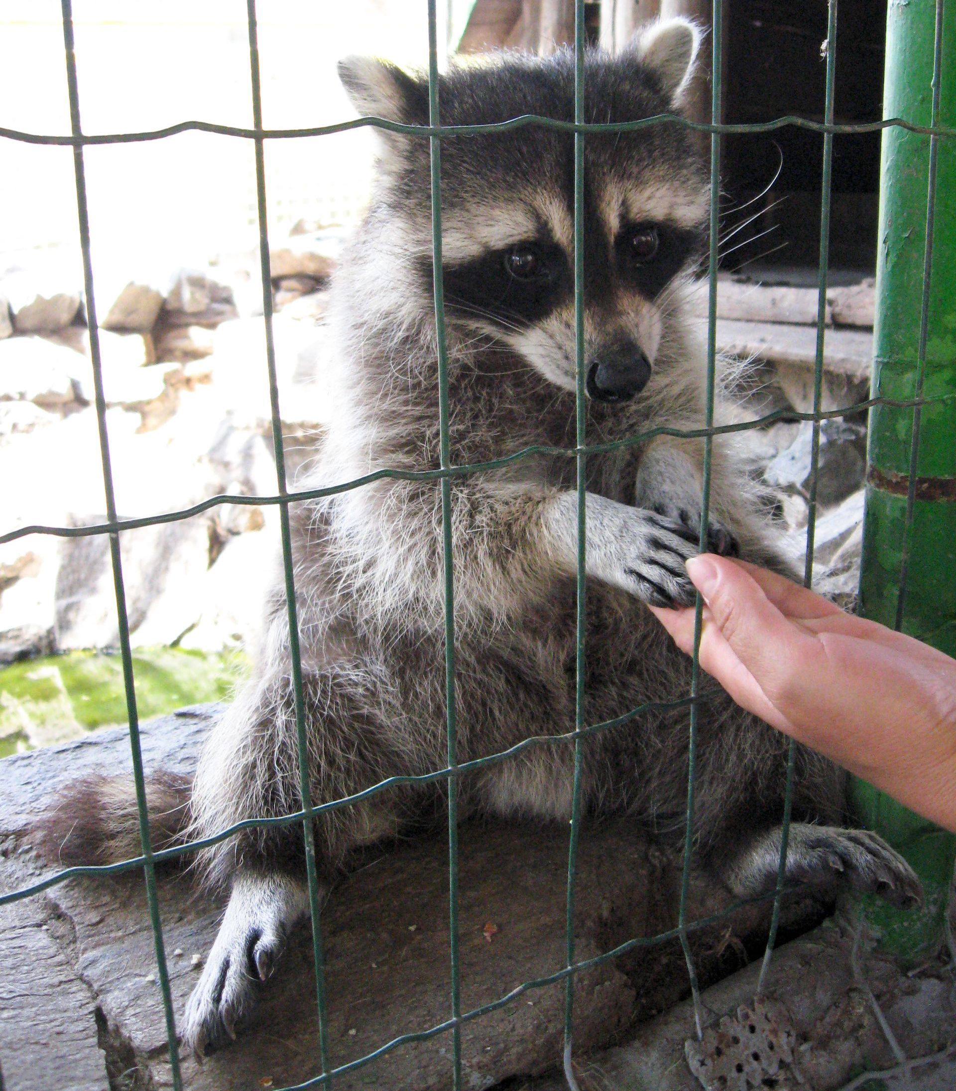 A person petting a raccoon behind a fence