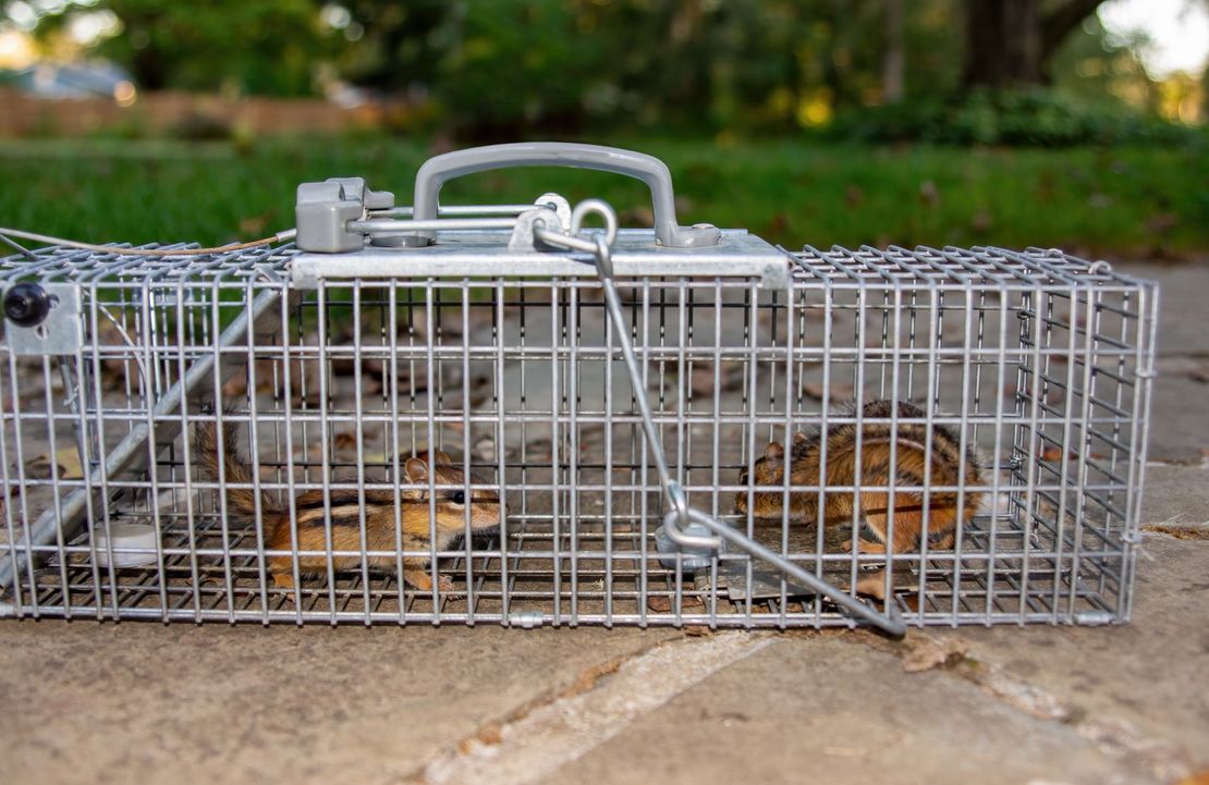 Two chipmunks are in a metal cage on the ground.