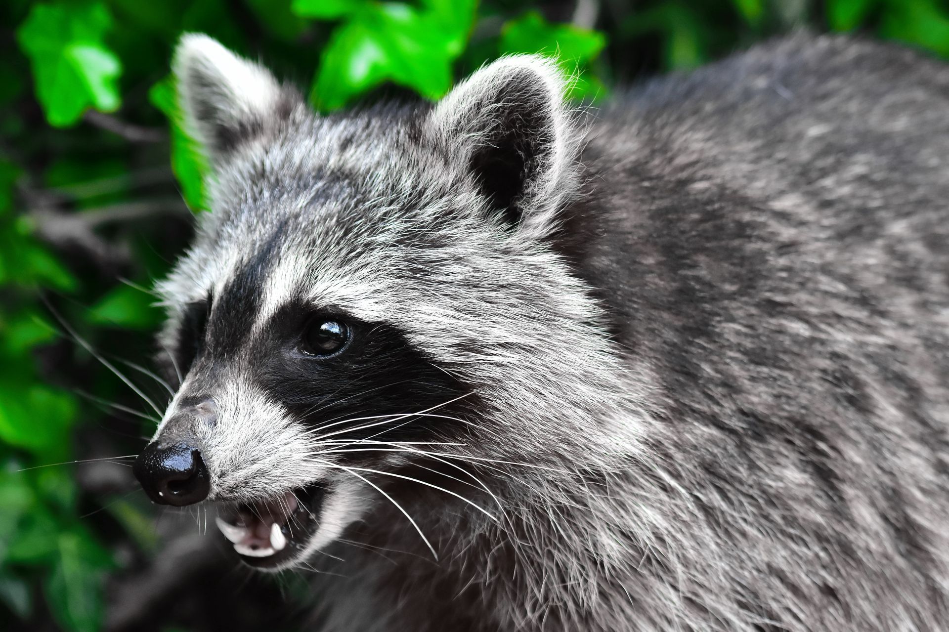 A close up of a raccoon with its mouth open