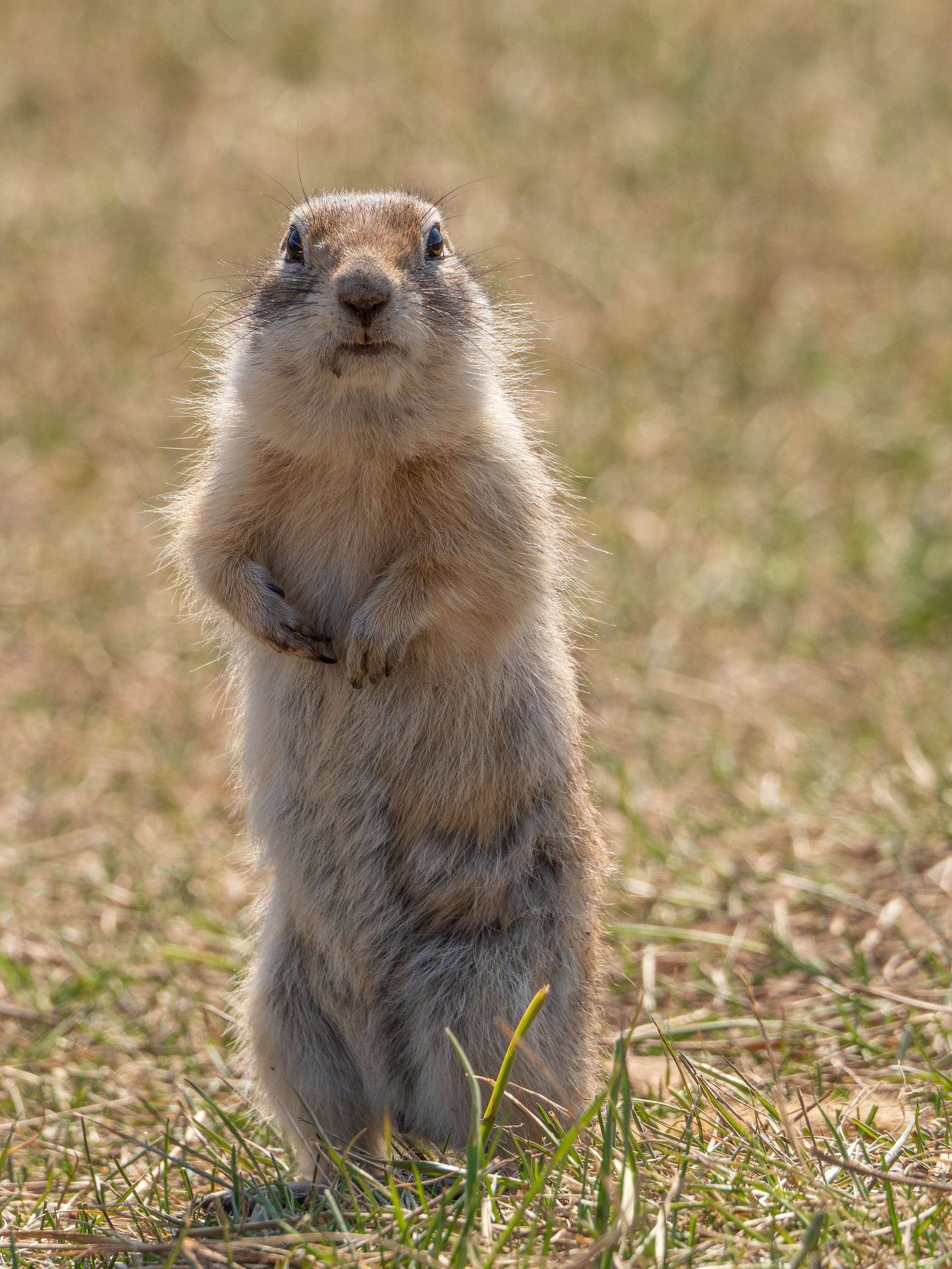 A ground squirrel is standing on its hind legs in the grass.