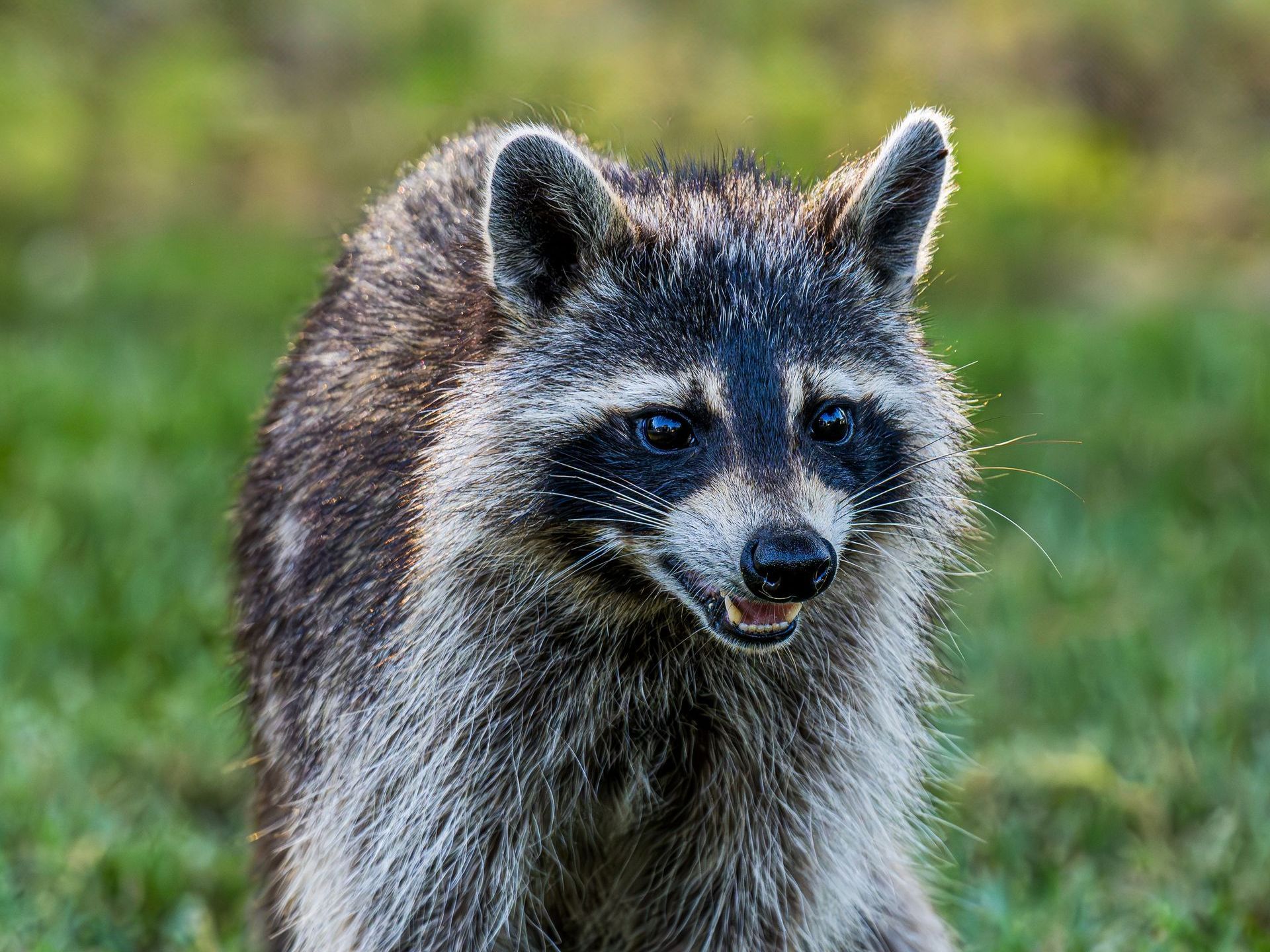 A raccoon is standing in the grass and looking at the camera.