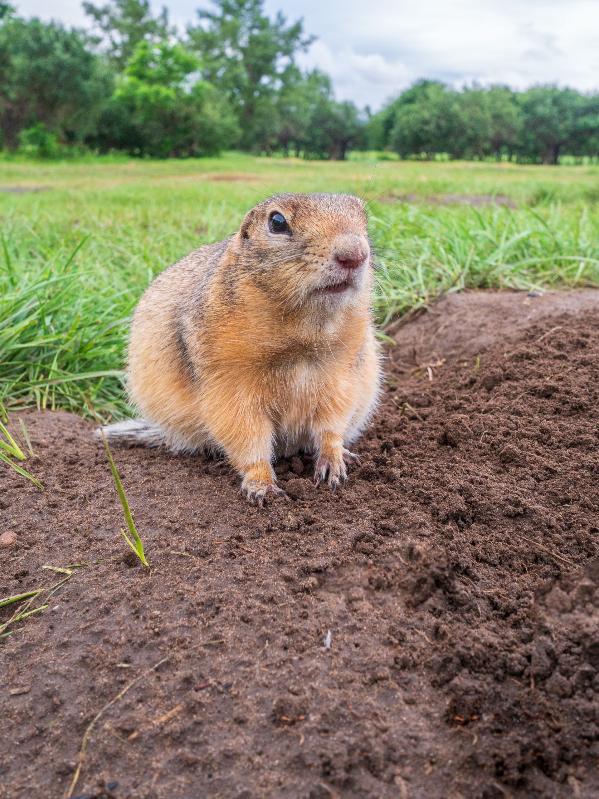 A small squirrel is sitting on top of a pile of dirt.