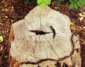Tree Stump, Stump Grinding in Hopkinton, MA