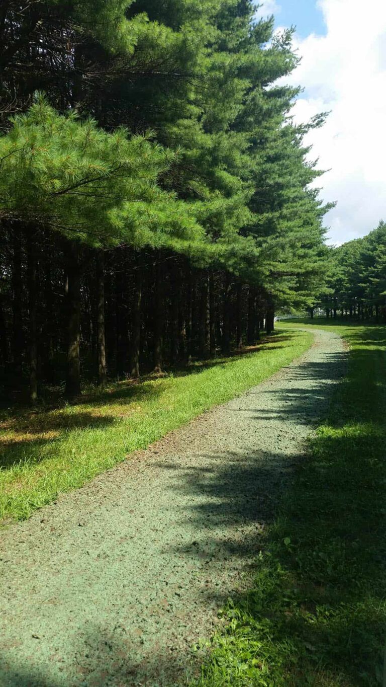 A dirt road going through a forest with trees on both sides.