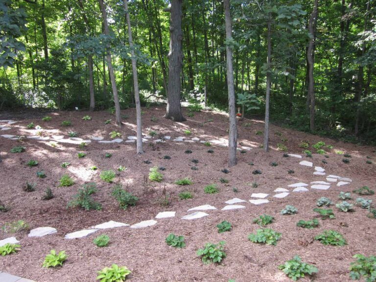 A path in the middle of a lush green forest
