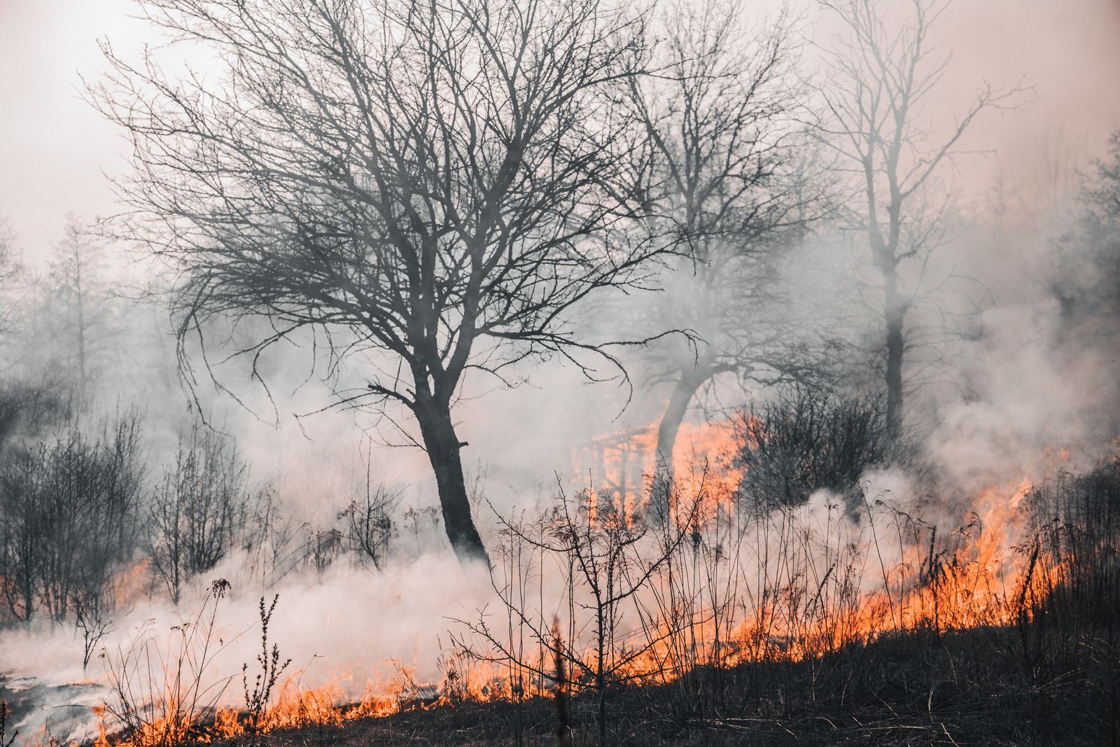 Forest fire with flames burning dry grass, smoke, and bare trees.