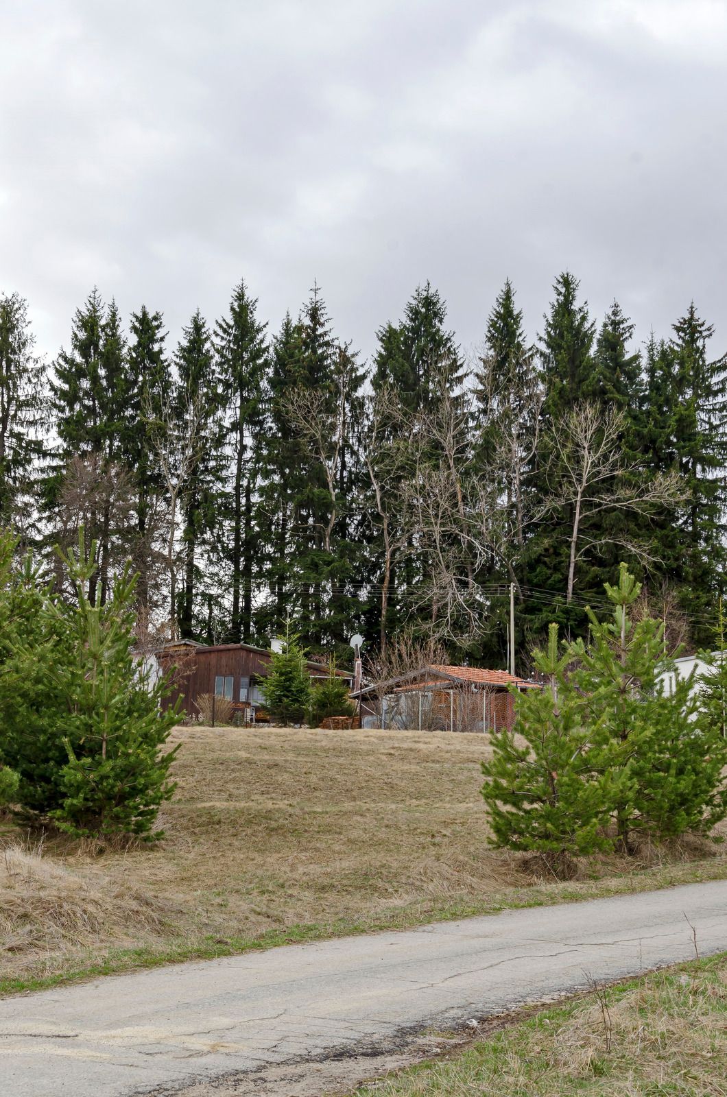 Rural clearing with a gravel road, small evergreen trees, and tall pine forest under a cloudy sky
