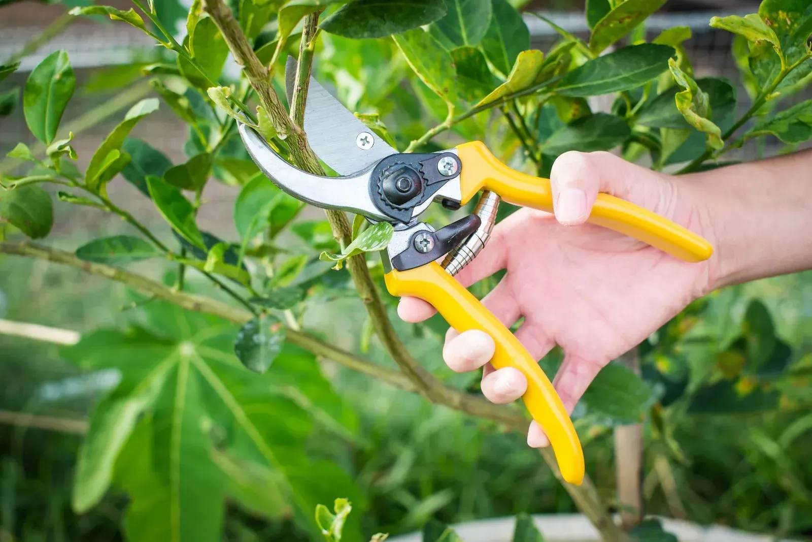 Hand holding yellow pruning shears, cutting green plant stem outdoors.