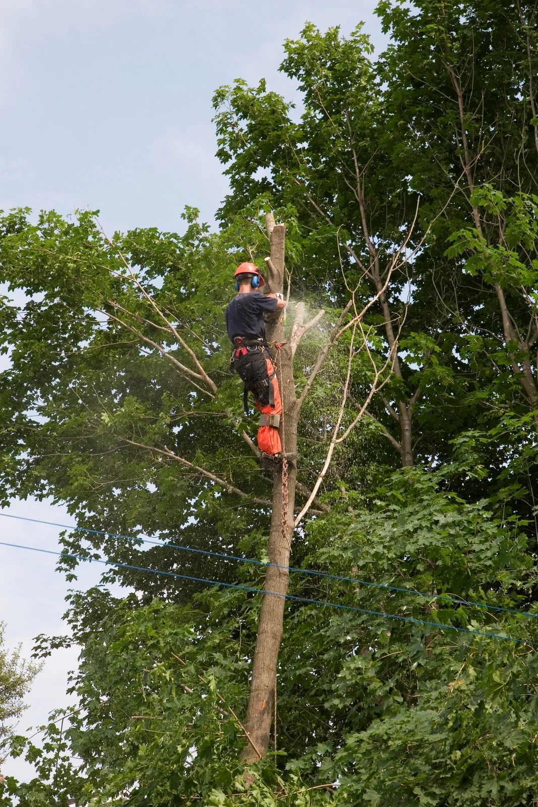 Arborist in orange safety gear trimming a tall tree with a chainsaw amid green foliage