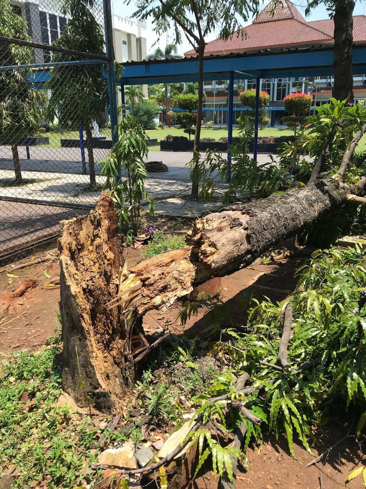 Uprooted fallen tree trunk beside a fence in a sunny park, with greenery and a pavilion in the background