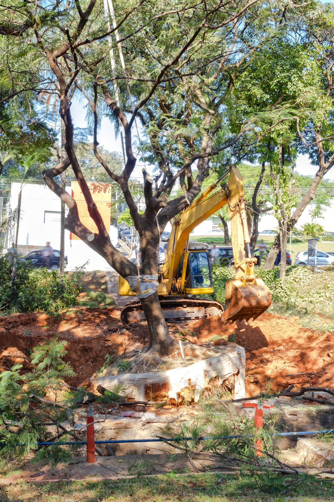 A yellow excavator is digging a hole in the ground next to a tree.
