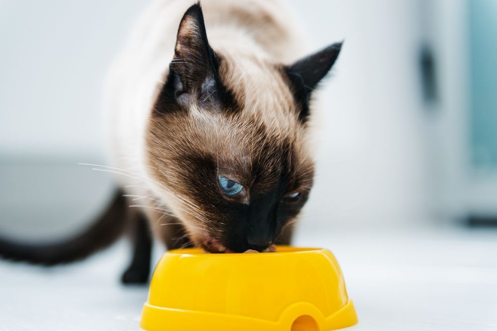 A Siamese Cat Is Eating Food From A Yellow Bowl — SF Produce In Paget, QLD