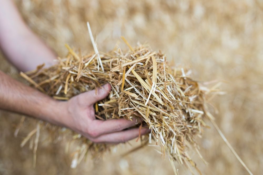 A Person Is Holding A Pile Of Hay In Their Hands — SF Produce In Paget, QLD