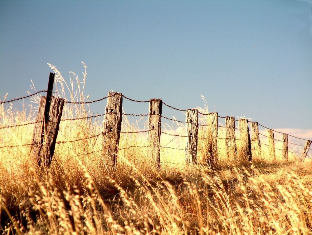 A Barbed Wire Fence Surrounds A Field Of Tall Grass — SF Produce In Nebo, QLD
