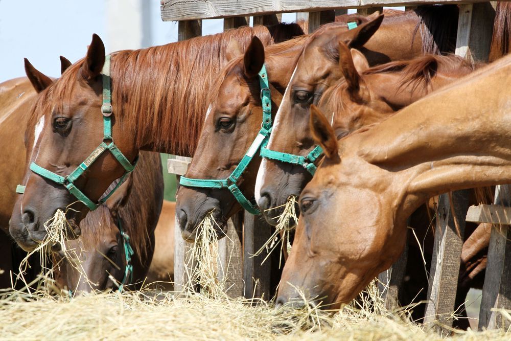 A Herd Of Horses Are Eating Hay From A Fence — SF Produce In Nebo, QLD