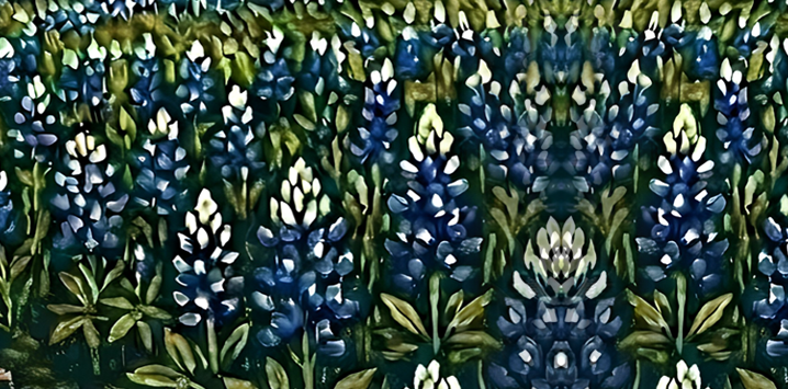 Field of bluebonnet flowers, blue and white, with green foliage.