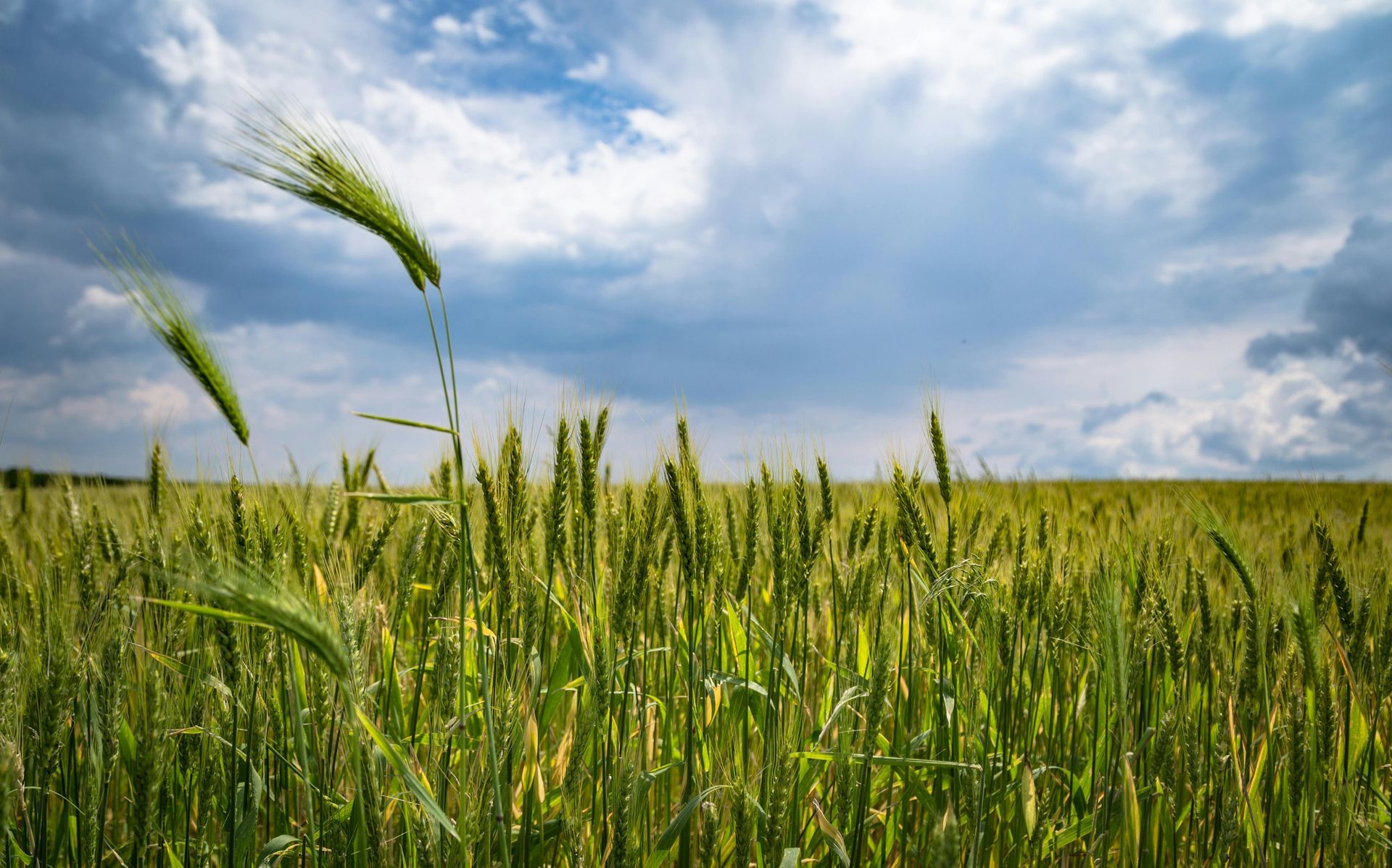 Agricultura