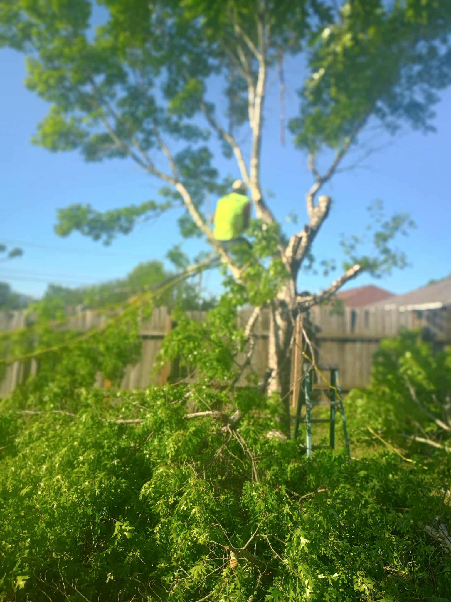 tree removal austin