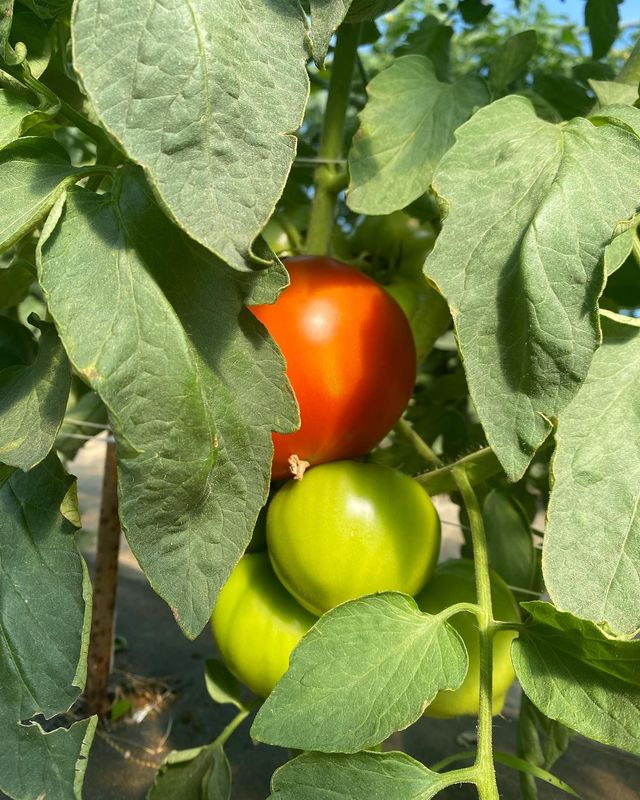 Triple J Farm photo 3