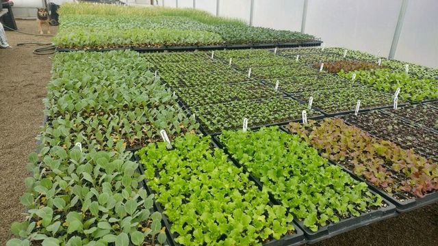 Triple J Farm photo 5