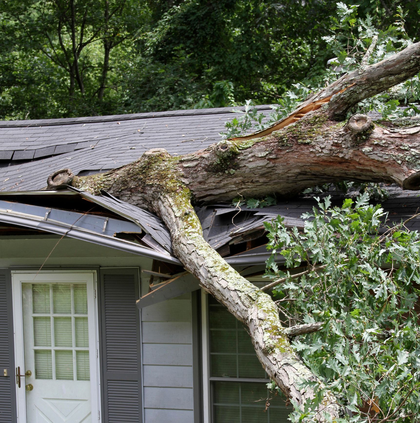 A tree has fallen on a house, damaging the roof.
