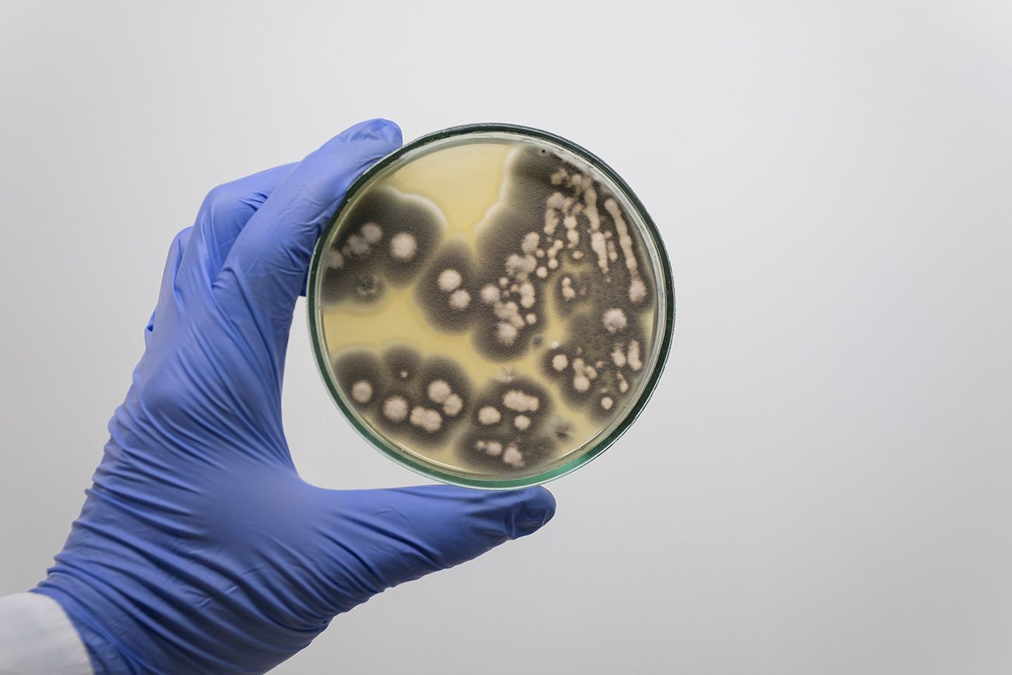 Gloved hand holding petri dish with gray and white fungal colonies.