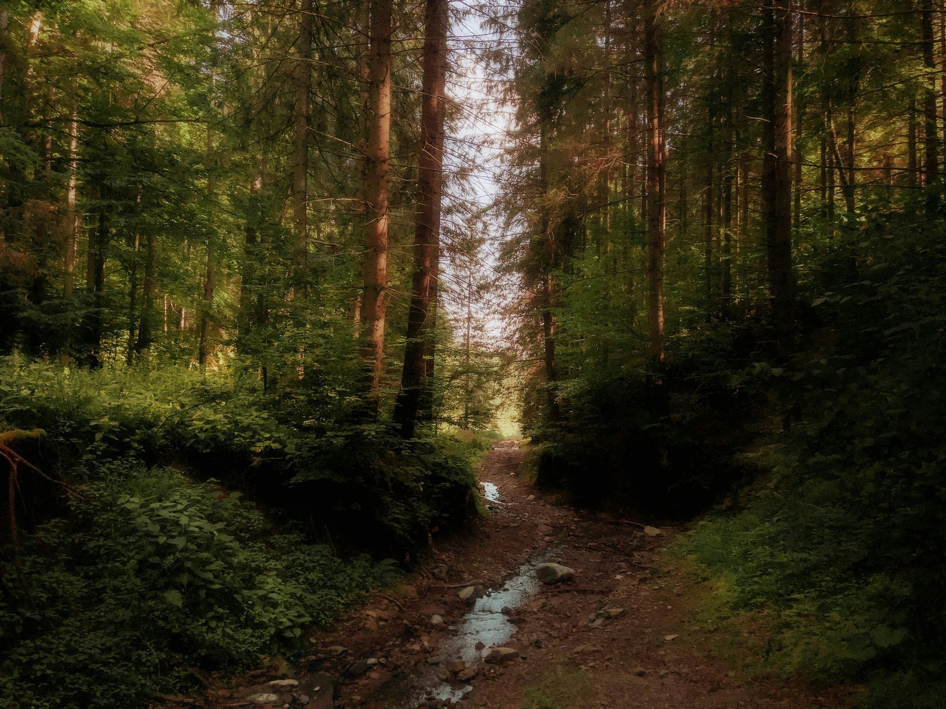 A path through the dense forest