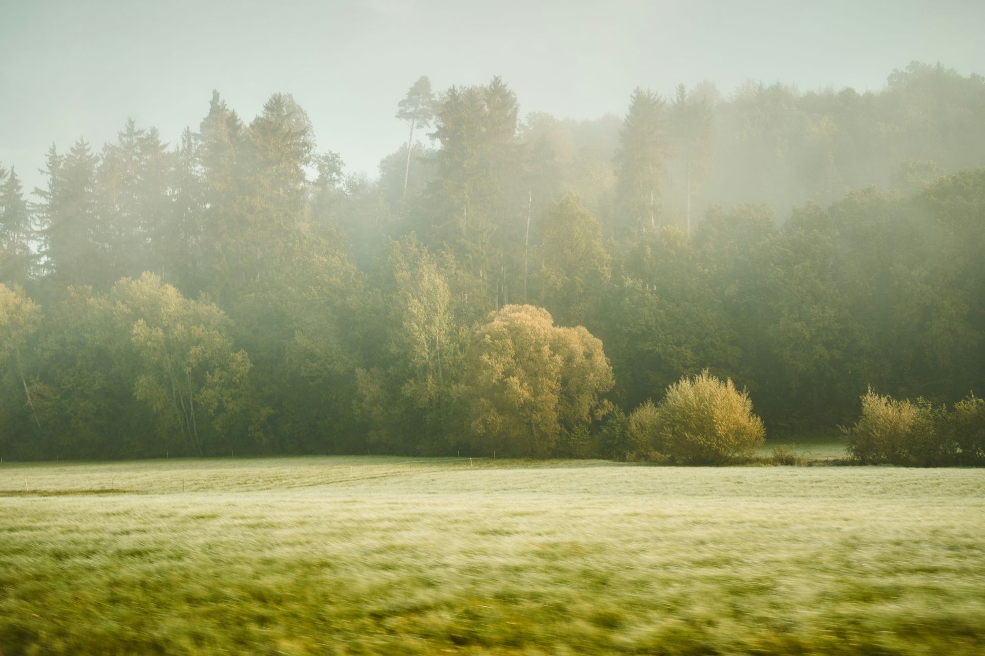 Foggy and misty morning on a green pasture with a forest background