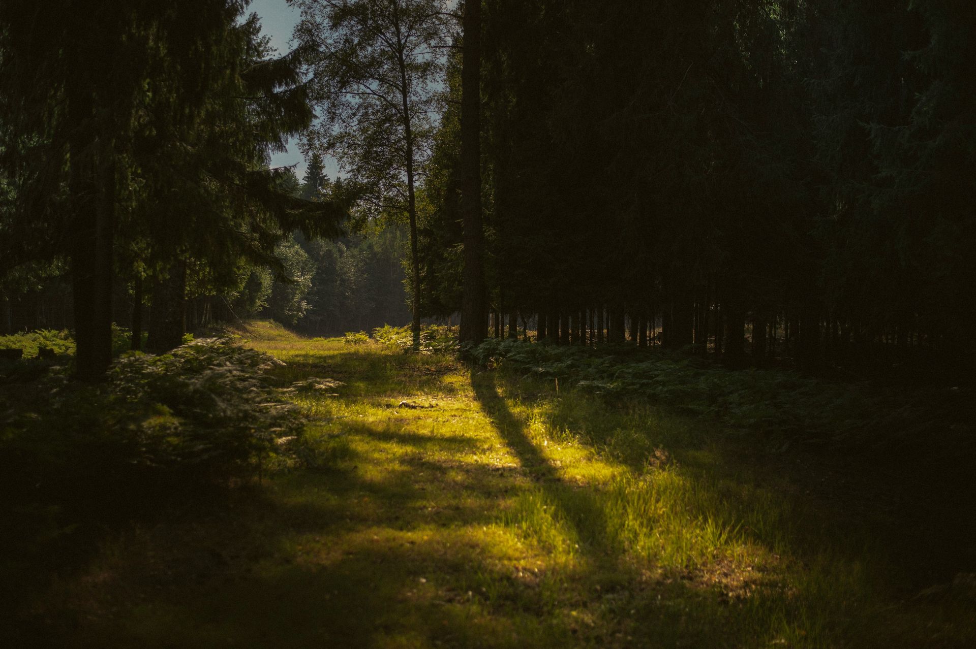 A grassy hill shows the shadow of a sunlit tree