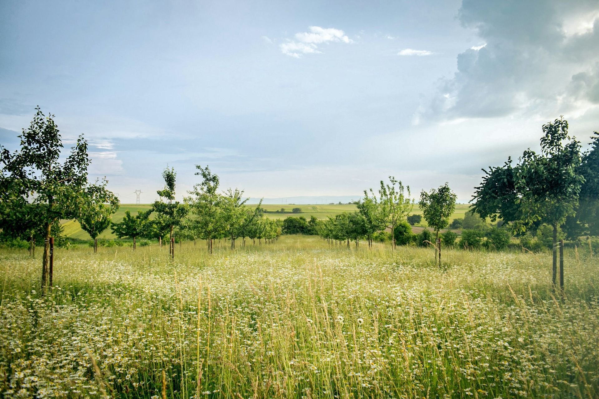 an orchard of green grass and trees with a blue sky showing the way forward to greener forests