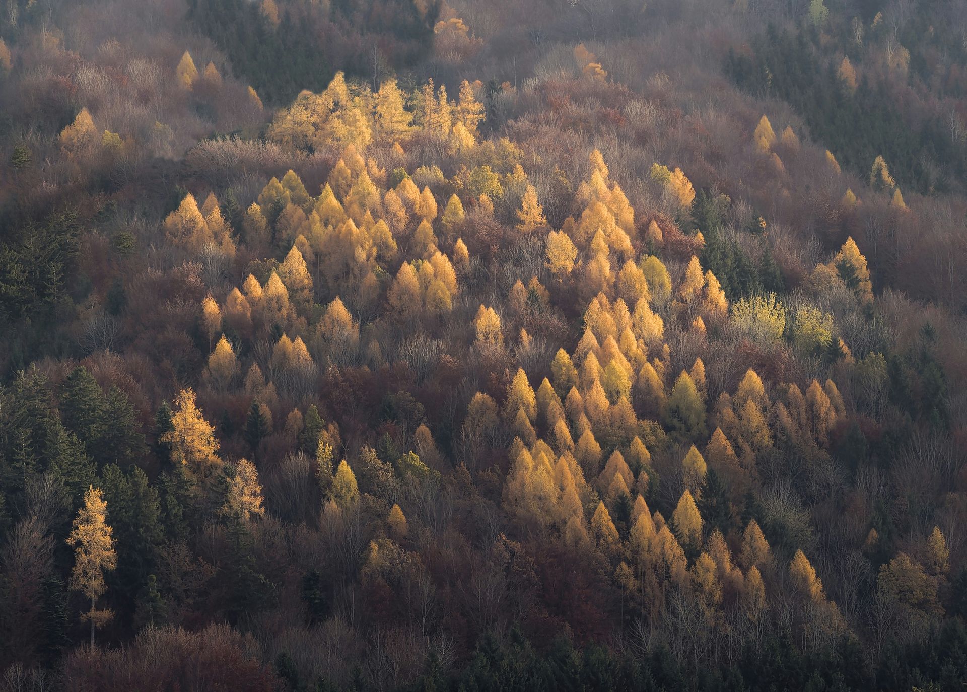 A smattering of light colored trees fill the surrounding forest with beauty