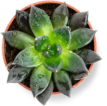 Plant Nursery Newport Isle Of Wight Forest View Nursery And Cafe