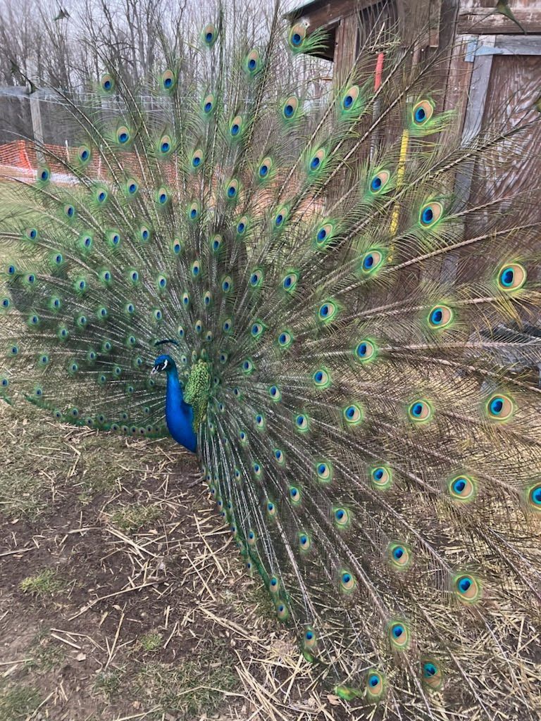 A peacock is standing in the grass with its feathers spread out.