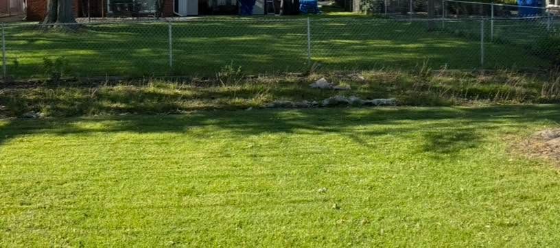 Grassy backyard with trees and a fence in the background, dappled with sunlight and shade