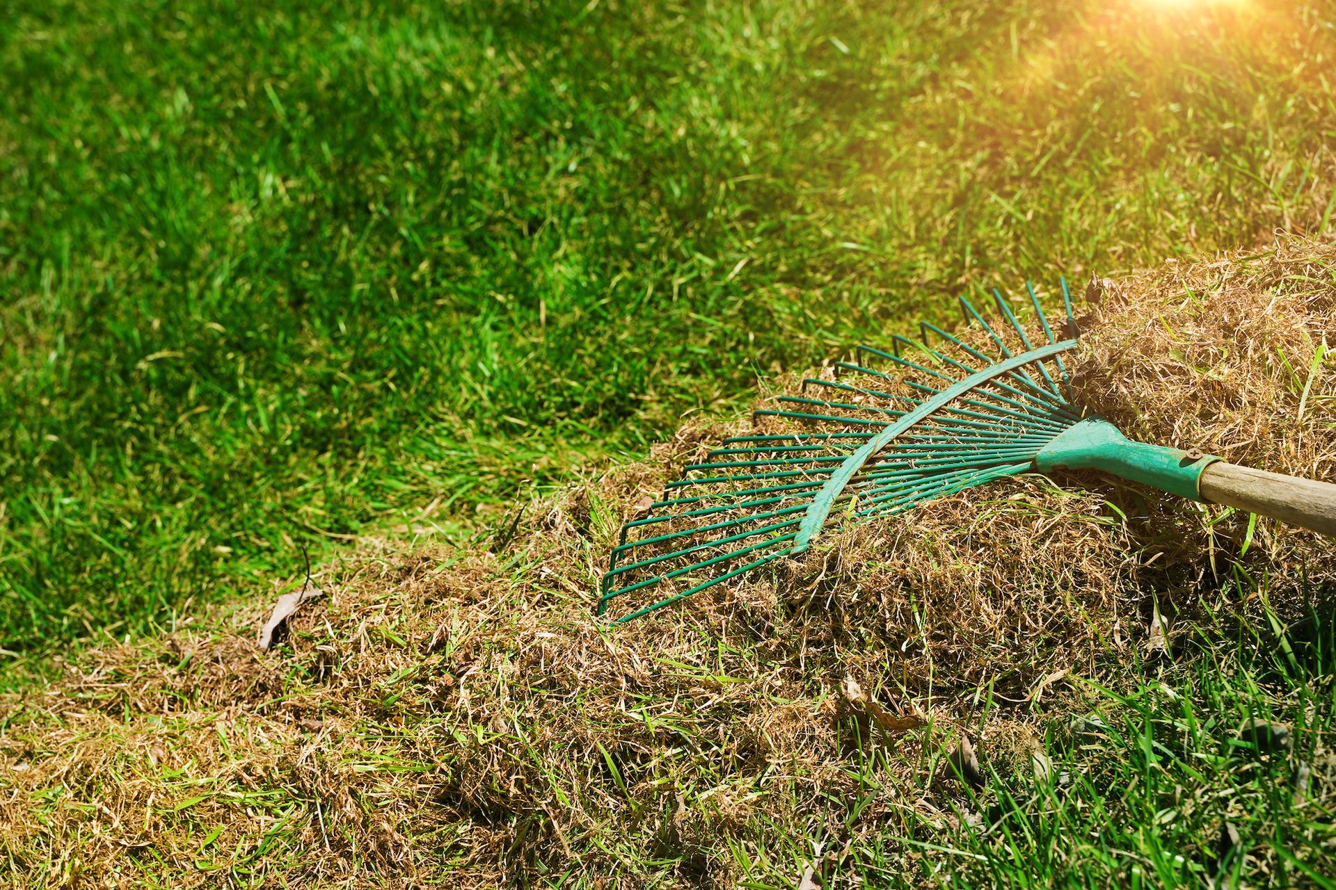 A rake gathers dry grass on a sunlit lawn, with green grass in the background.