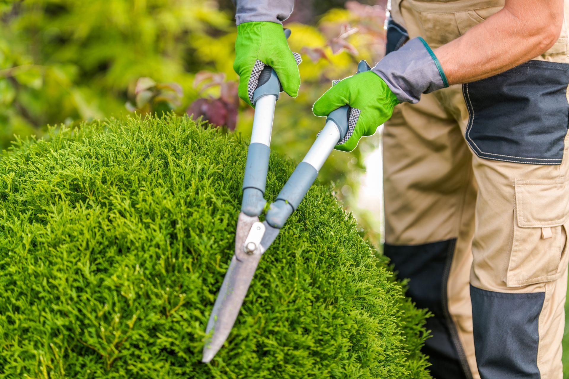 Gardener trimming a round green hedge with hedge shears in a garden