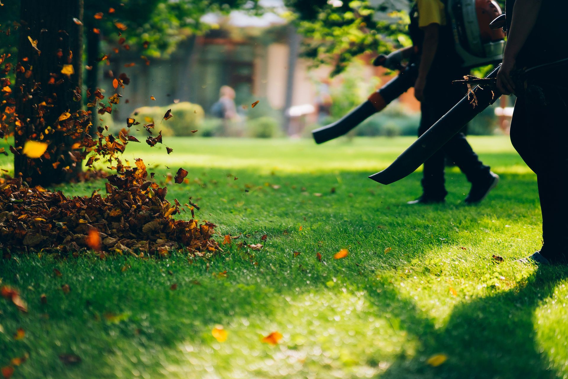 People walking on a sunlit lawn with a leaf blower blowing orange leaves nearby