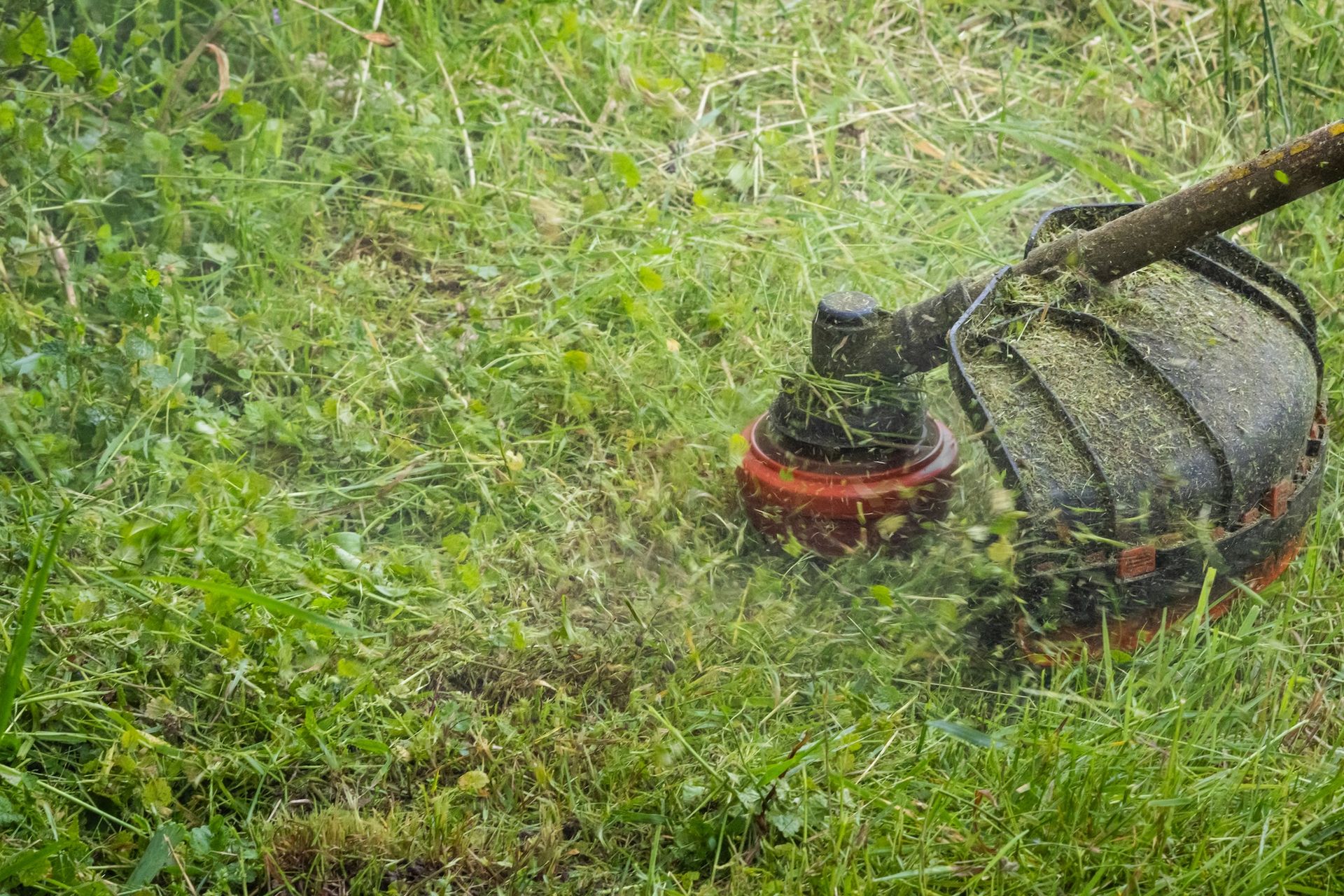 Red grass trimmer cutting wet green grass outdoors