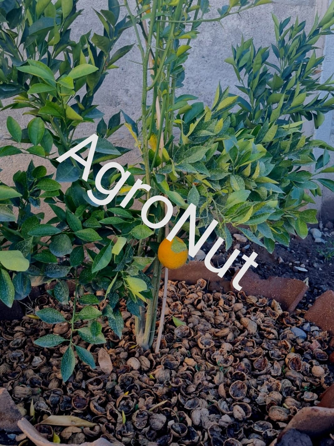 Agro Nut - Venta de Cáscara de Nuez