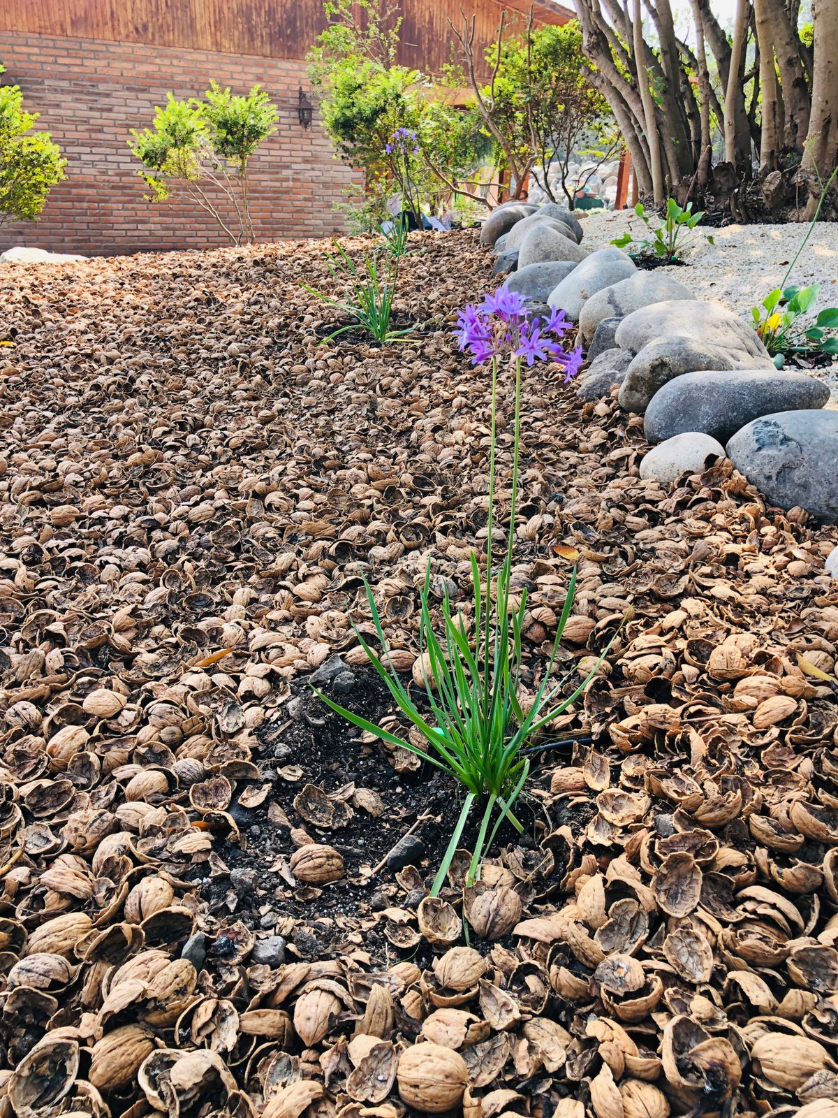 Agro Nut - Venta de Cáscara de Nuez