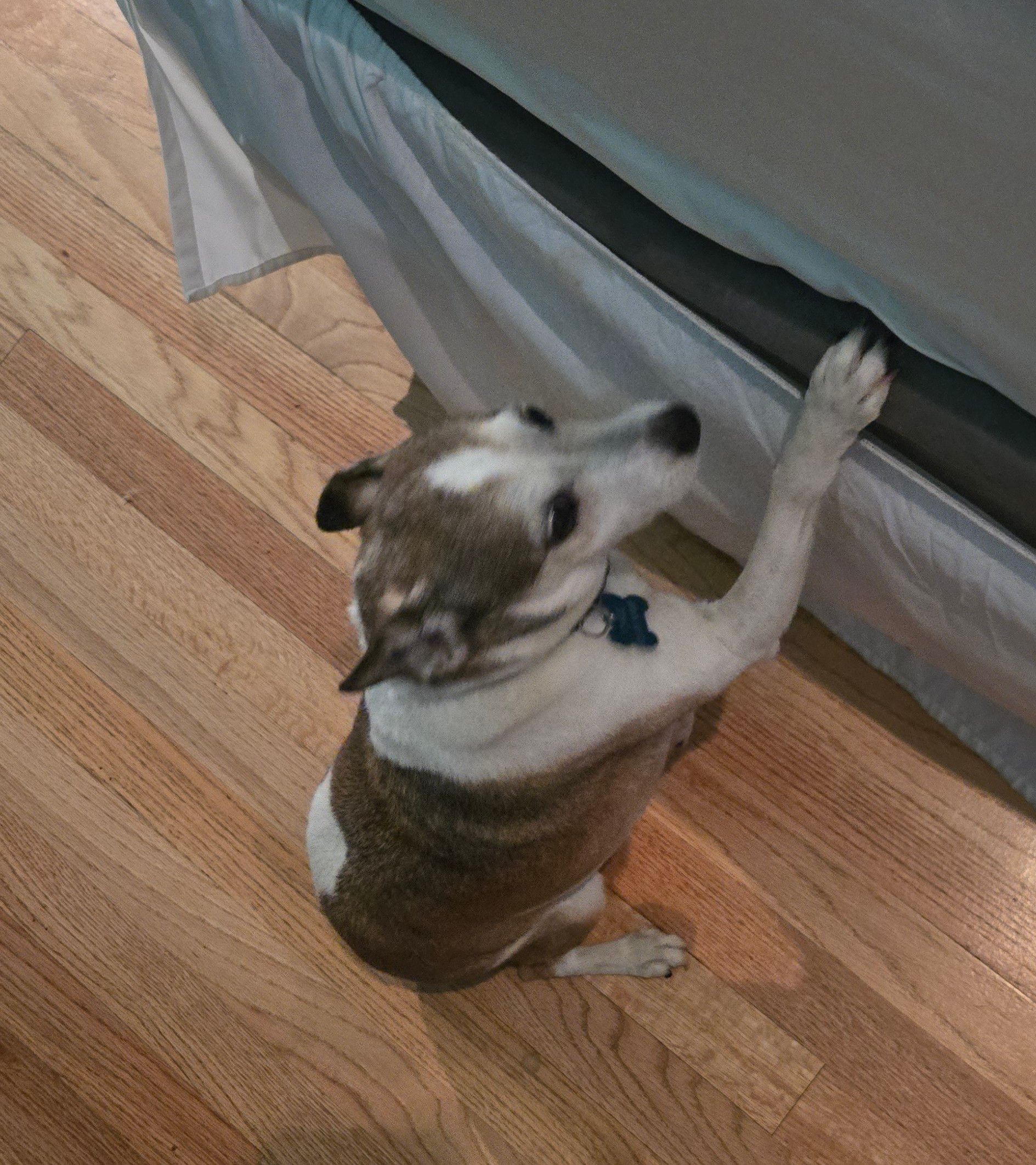 A brown and white dog is sitting on a wooden floor next to a bed.