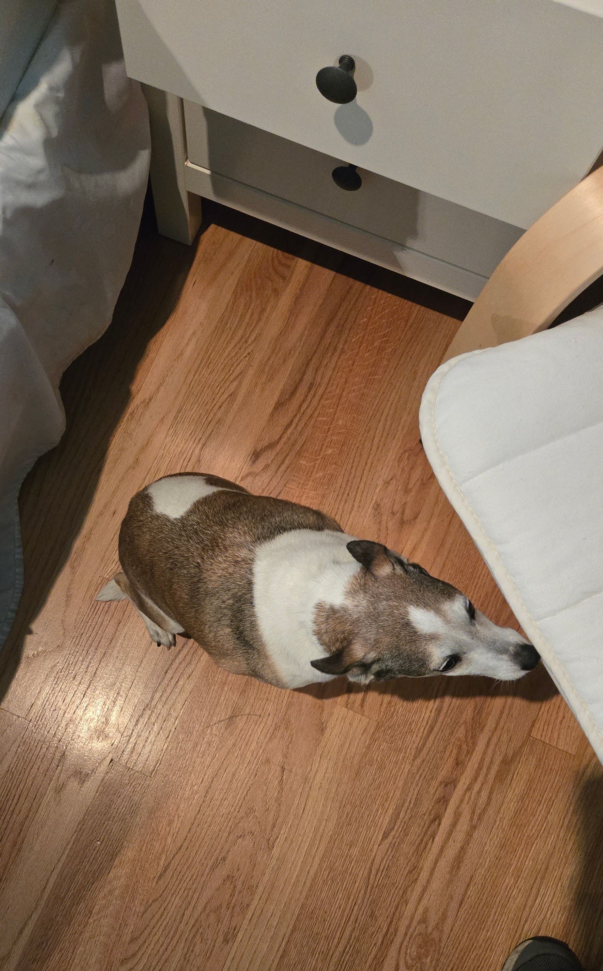 A dog is laying on the floor next to a bed.