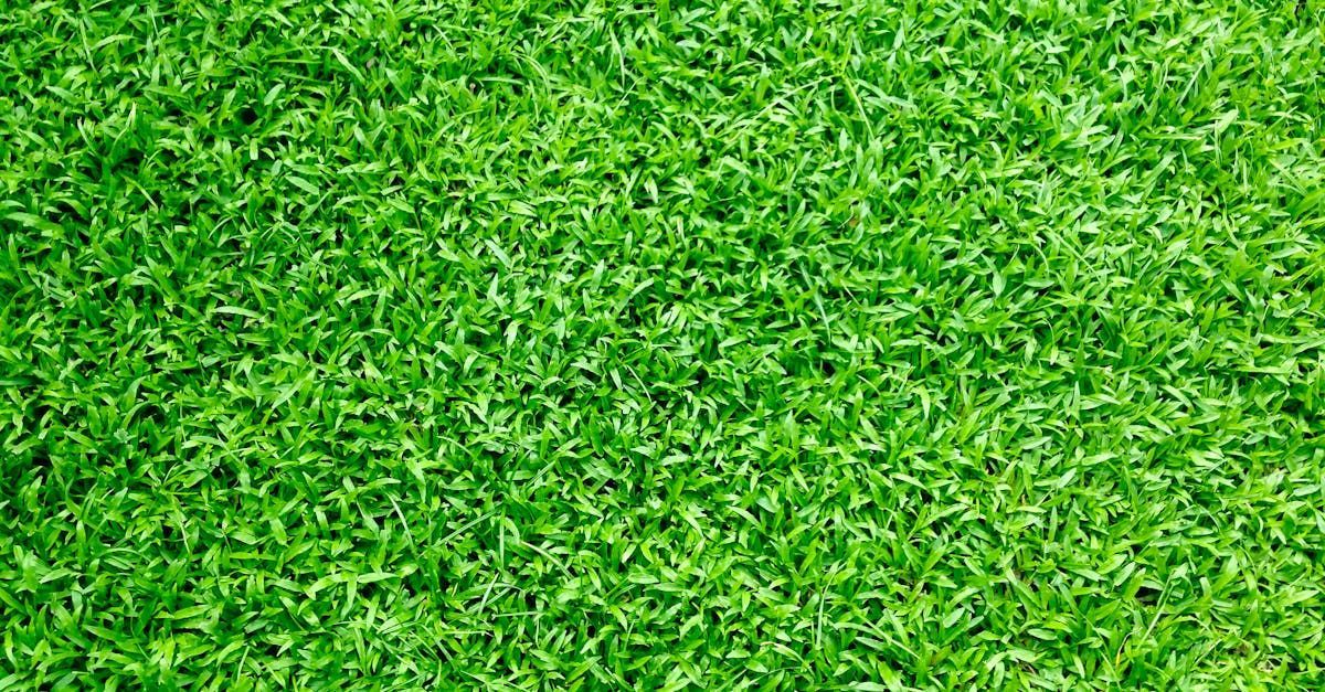 A close up of a lush green field of grass.