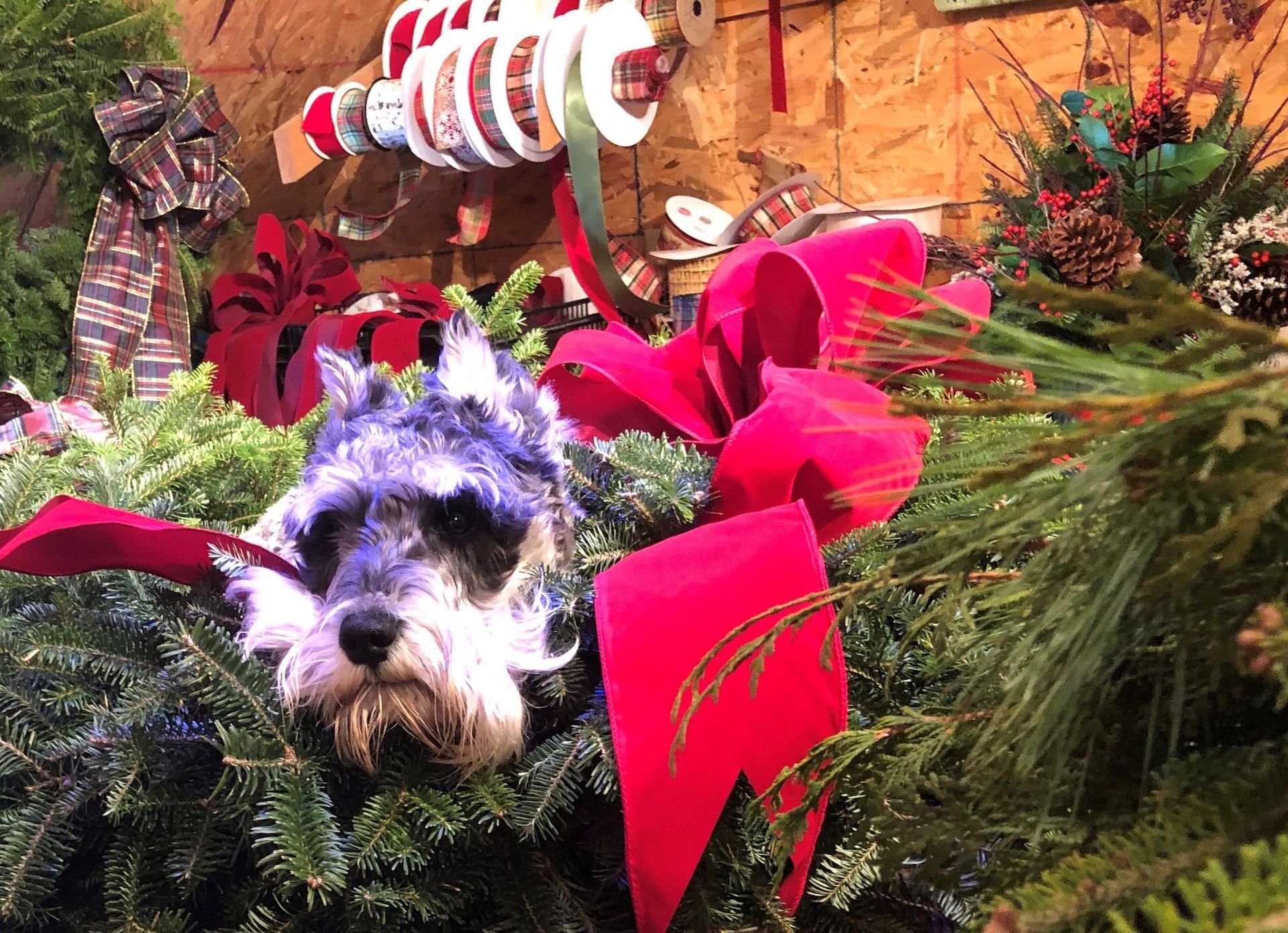 Small dog nestled in holiday greenery with red ribbons and Christmas decorations