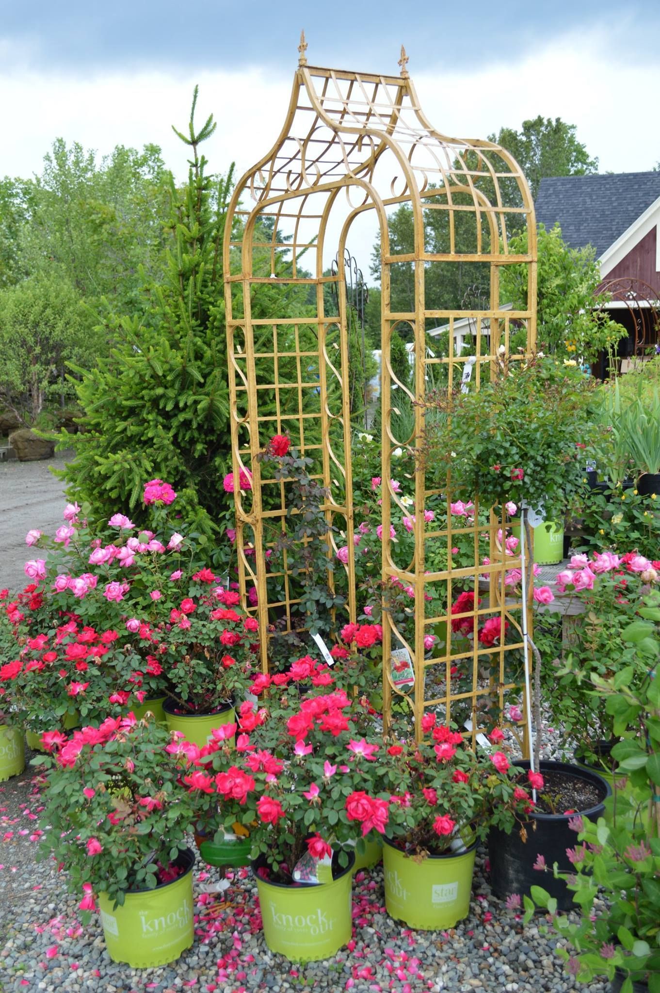 Bamboo garden trellis with pink roses in pots, surrounded by green plants outdoors