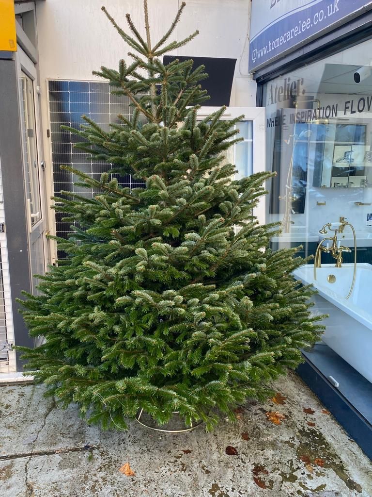 Premium Nordmann Christmas trees available in South East London