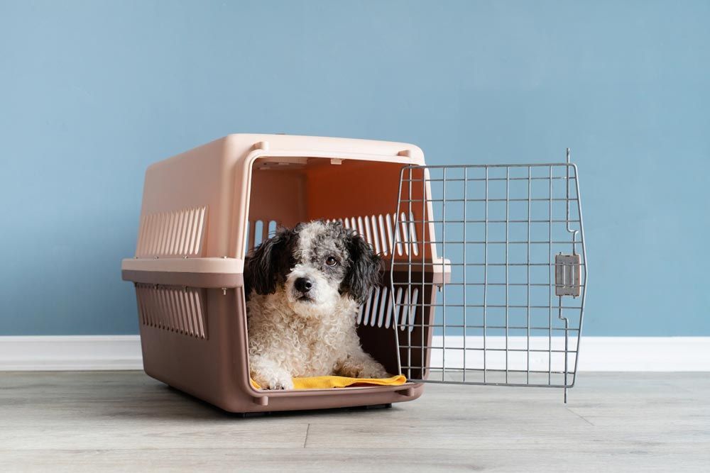 Pet Waiting On A Pet Carrier On Moving Day